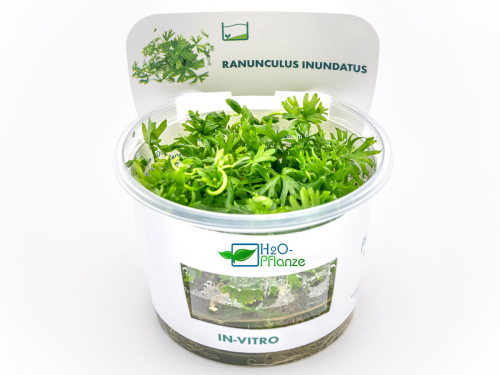 Fluss-Hahnenfuß - Ranunculus inundatus in vitro